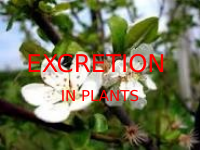 EXCRETION IN PLANTS.pptx